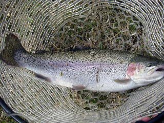 �`�l�P�O�F�R�Q